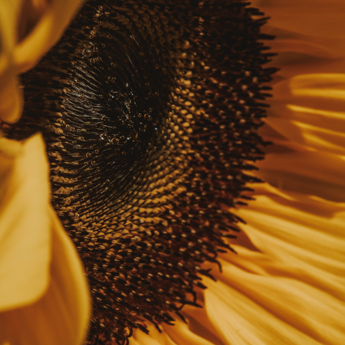 Sonnenblumenöl