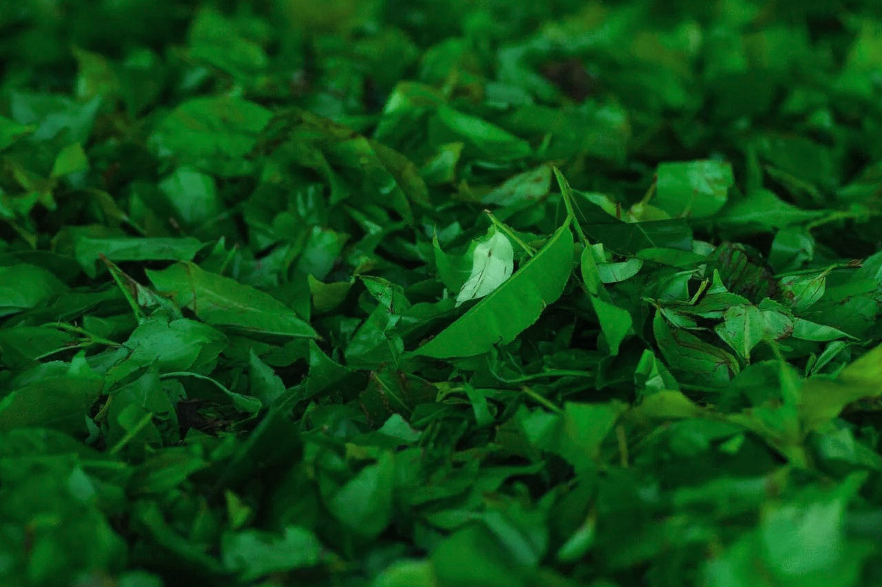 Grüner Tee